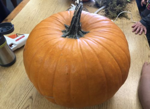 Pumpkin Succulent DIY