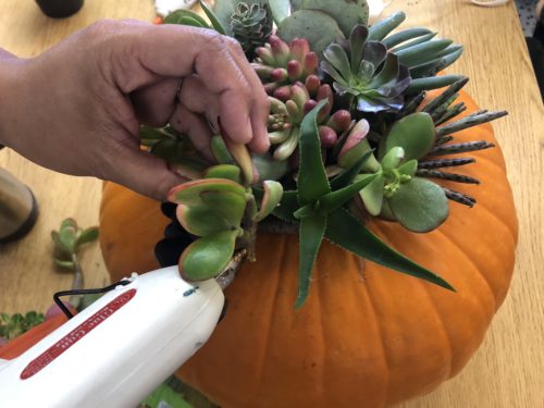Pumpkin Succulent DIY