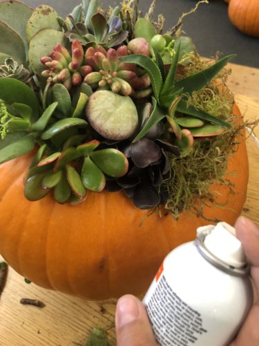 pumpkin succulent DIY