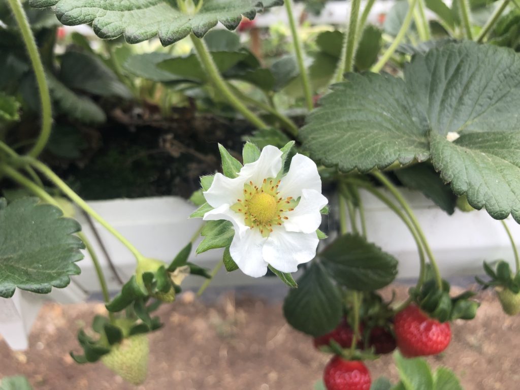 Strawberry flower