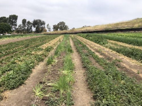 Tanaka Farms baby Mexican onion field